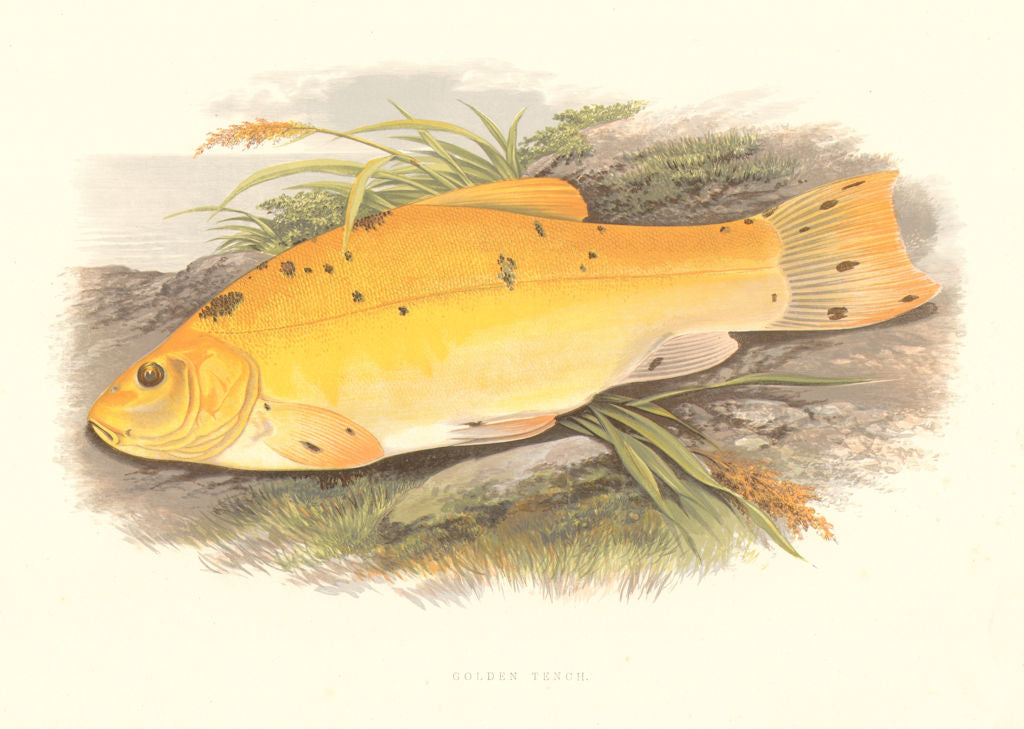 FRESHWATER FISH. Golden Tench (Tinca vulgaris Var) - Houghton / Lydon 1879